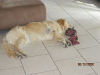 Shelleyi (13)
